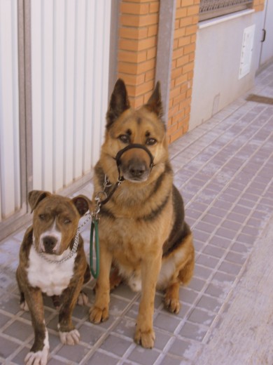 esperando para salir. tetso con su halti por que no hace caso jajajja